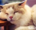 老猫猫粮的特色及选购关键