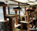 猫爬架有用吗