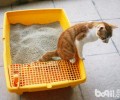 猫砂怎样运用才能让猫咪觉得舒适？