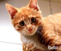 猫咪老了？老年期猫咪有哪些体现？