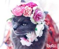 颜值爆表：猫咪也能够很有气质