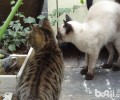 受过练习的猫咪又乱撒尿该怎么办？
