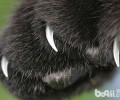 如安在他人的协助下给猫咪剪指甲