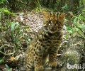 云猫再临：维护比猎奇更重要