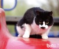 健康养猫法：不只长命，还能成网红？