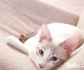猫咪有助于戒烟？