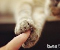 在给猫咪剪指甲前要做哪些预备？