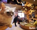 猫咪日：尽管文明不同，但咱们都爱猫