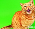 猫咪“喵喵叫”是在讲述什么？