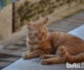 猫咪眼睛流泪，眼屎多该怎么办？ 　　
