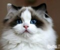 布偶猫有哪些色彩？