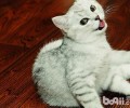 猫咪电推子的选购及运用