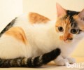 猫咪身上的花斑怎样发生的？