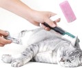 猫咪美容需求预备什么东西？