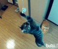猫咪具有无与伦比的跳动才能？