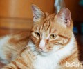 猫咪的简略美毛法