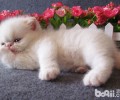 加菲猫哺育常见问题解决方案
