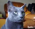 马耳他猫的家庭美容法