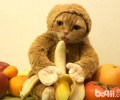 猫咪新式装扮技巧：猴年扮猴
