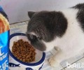 猫咪有必要吃猫粮？