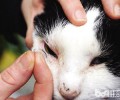 猫咪隐形眼镜，处理近视一步到位