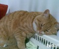 猫咪爱趴暖气也有坏处？