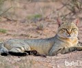 猫咪进化史：成为宠物源于何时？