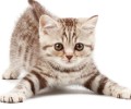 猫咪探秘：它们有哪些独特的天资？