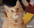 大扫除：完全去除猫咪寄生虫