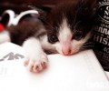 养猫需满意猫咪每日养分需求