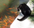 猫咪奇特技术:尾巴垂钓？