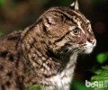 垂钓猫：垂钓归来，已过10年