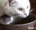 猫咪的日常养殖方案