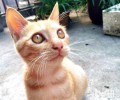 哀痛的故事:猫咪为什么吃多长不胖?