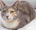 姿态感人：猫咪为什么喜爱蹲着？