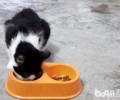 不要让猫咪养成坏的进食习气
