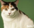 形状共同的马恩岛猫