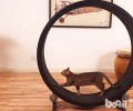 猫咪跑步机：让猫咪跑起来