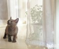 养猫后伤痕累累，怎么阻挠猫咪抓咬？