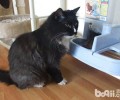 和猫咪共用餐具?你乐意，猫乐意吗？