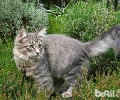 名声在外的西伯利亚森林猫