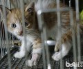 猫咪领养：怎样找到适宜你的猫咪？