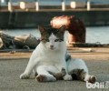 猫咪坐船要预备什么?