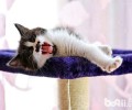为了传宗接代，怎么正确判别母猫发情？