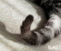 抓猫尾巴会有什么结果？