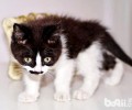 判别猫咪的年纪的两种办法