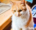 植物有毒：怎样才干阻挠猫咪进入花园？