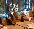 猫咪咖啡馆：与猫咪共处不再困难？