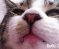 猫咪嘴唇利于嗅觉？