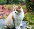 猫咪节日饮食需控制